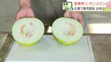 これはレモン?メロン?新品種「レモンメロン」酸味と甘さが夏にぴったりフルーツ…北海道富良野市の農家5軒3800玉限定栽培 | 北海道のニュース|HBC北海道放送