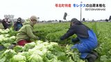暑さを乗り越えた「冬レタス」青々と収穫最盛期 シャキッと食感楽しんで 熊本・苓北町 | 熊本のニュース|RKK NEWS|RKK熊本放送