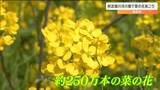 「蔵王を背景に黄色いじゅうたん」菜の花が満開・見頃　宮城・角田市　|　宮城のニュース│tbc NEWS│tbc東北放送
