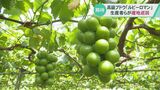 石川県オリジナル品種の高級ブドウ「ルビーロマン」生産者らが生育状況を巡回　|　石川県のニュース｜MRO北陸放送