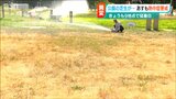 「暑さと渇水で公園の芝生が茶色く枯れて…」新潟県内の熱中症警戒アラートいつまで? 22日は38℃超えのところも|TBS NEWS DIG