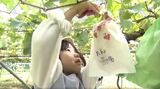 上手にとれたかな　今が旬　中野市の保育園児が地元特産のブドウの収穫に挑戦|TBS NEWS DIG