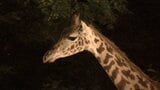 「編み目模様が際だつキリン」「眼光鋭いライオン」 夜にだけ出会える動物たち 到津の森公園で夏休み限定のイベント | 福岡のニュース|RKB NEWS|RKB毎日放送