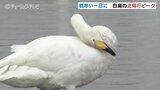 暖冬の影響か 例年よりハイペース次々と白鳥たちがシベリアへ帰っていく 富山ではもう残り300羽ほどか… | 富山のニュース|天気・防災|チューリップテレビ