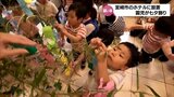 七夕を前に　宮崎市のホテルに地元の園児たちが作った七夕飾りが設置　|　MRTニュース ｜ ＭＲＴ宮崎放送
