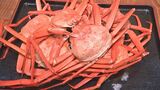出れば出るほど赤字に…ほぼボランティア状態 ベニズワイガニ高騰で食べ放題などを値上げ「店がつぶれる、仕方ない」|TBS NEWS DIG