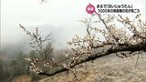 春の訪れを告げる 約5000本の梅の花が見ごろ 美郷町南郷の梅園「かいごん塔」 | MRTニュース | MRT宮崎放送