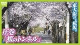 閑静な住宅街の中に現れる“桜のトンネル”70年以上愛される「石切桜坂」の頂上から望む桜と大阪平野　東大阪市【写真記事】|TBS NEWS DIG