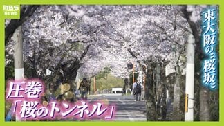 閑静な住宅街の中に現れる“桜のトンネル”70年以上愛される「石切桜坂」の頂上から望む桜と大阪平野 東大阪市【写真記事】 | MBSニュース | 関西の最新ニュースを分かりやすく。