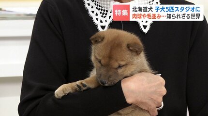 天然記念物《北海道犬》300gの新たな命を次世代へ紡ぐ かつてはアイヌ