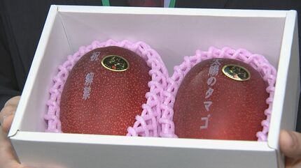 【本日限り】宮崎県産完熟マンゴー　１０キロ 糖度15度以上 超大玉『太陽のタマゴ（みやざき完熟マンゴー