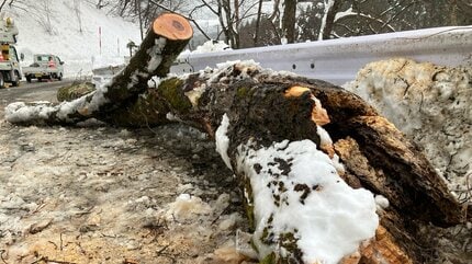 鰺ヶ沢町深谷町の県道で高圧線に倒木が倒れた状態に