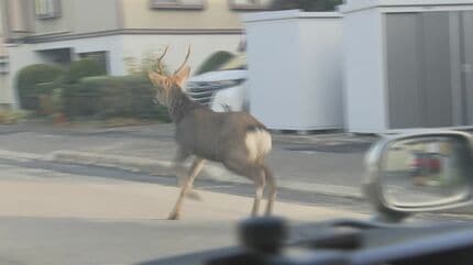 角のあるシカが徘徊している」住宅街にオスのシカ1頭出没 一時