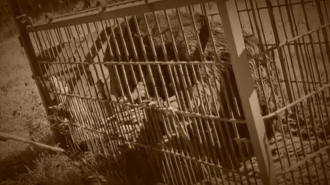 ハンター出動”拒否”問題が終息か「お前、俺のこと知らねえのか？」トラブル発端の副議長が直接謝罪…積丹町は新たなルールを定め、猟友会は活動再開|TBS NEWS DIG