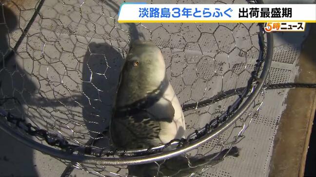 じっくり育てた「淡路島3年とらふぐ」出荷が最盛期 大きさは通常の養殖フグの2倍近く!「かなり太っているのでおいしいと思う」|TBS NEWS DIG