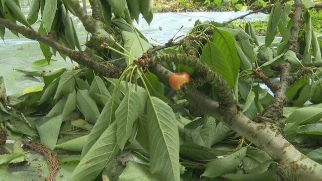 さくらんぼの木の枝が折られ 実が食べられる…爪痕や近くにふん クマの仕業か|TBS NEWS DIG