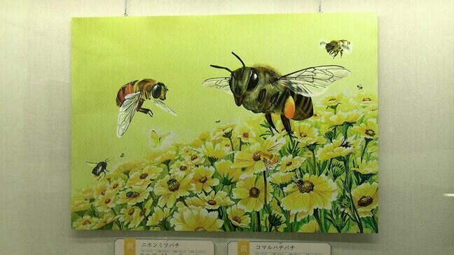 昆虫の絵本と標本を見比べ比較を楽しむ展示会　倉敷市立自然史博物館【岡山】|TBS NEWS DIG