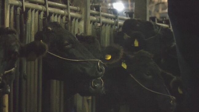 「トラックから降ろそうとして…」　繁殖用のメス牛が畜産場から逃げ出す　1キロほど離れるが2時間半後に自ら戻る|TBS NEWS DIG