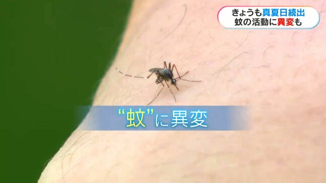 猛暑の影響で秋に蚊が活発化「適温25度～30度が一番活発」防ぐポイント|TBS NEWS DIG