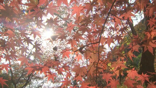 白馬渓で紅葉が見頃　渓谷一帯が赤や黄色に染まる　大分・臼杵市|TBS NEWS DIG
