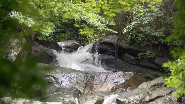 残暑をふきとばす、青もみじと「明神の滝」 涼し気な映像と音で涼を 福岡・糸島市|TBS NEWS DIG
