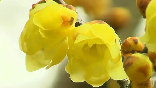 津山市でロウバイの鮮やかな黄色い花が見ごろ　早咲きの梅の花との競演も【岡山】|TBS NEWS DIG