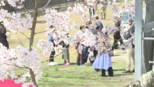 町の花「桜」でにぎわい 震災・原発事故から15年1か月 福島・双葉町で初の桜まつり|TBS NEWS DIG