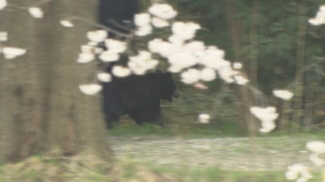 “おいしい思いをした”クマが再び人里へ…4～6月は例年より注意「冬眠明けは非常にお腹が空いている」専門家が警鐘　福島|TBS NEWS DIG