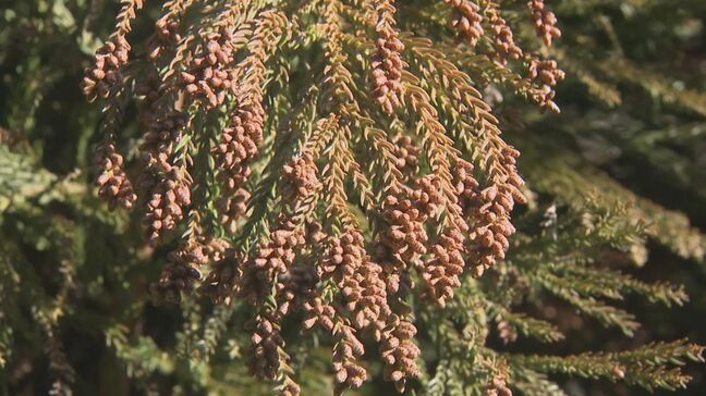 花粉症デビューは平均11.58歳との調査結果も なぜ低年齢化? ことしのスギ花粉飛散量は例年の1.2倍の予想も|TBS NEWS DIG