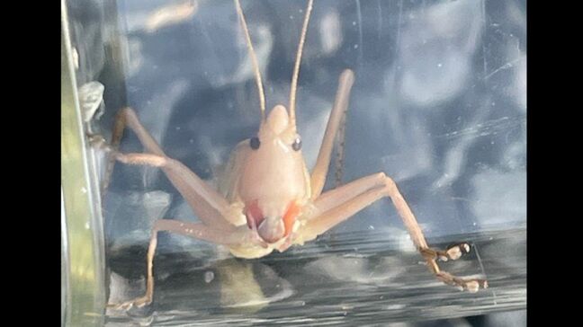 【珍虫】「首切螽斯(クビキリギス)」 物騒な名前の由来は? 白い個体を発見!なぜ白い?【後編】|TBS NEWS DIG