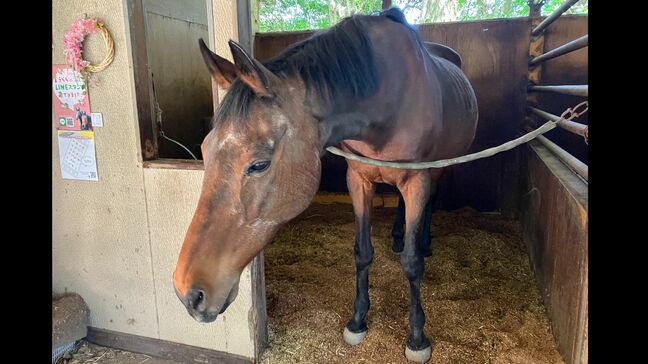 “負け組の星”ハルウララ死ぬ…113連敗でもひたむきに走る姿で人々に勇気 武豊も騎乗 2006年に引退、今は千葉の牧場に 疝痛で9日に29歳で天国へ|TBS NEWS DIG