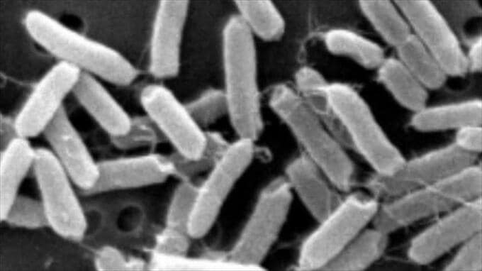 花火大会でサルモネラ属菌による食中毒　11人が下痢や発熱などの症状　会場で調理の豚の丸焼きが原因か　山梨　|　山梨のニュース | ＵＴＹテレビ山梨