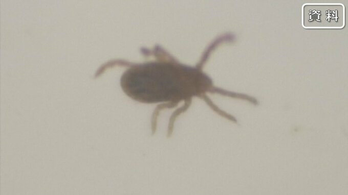 【感染者増加中】マダニによる『日本紅斑熱』 76歳男性が頭痛などで入院　熊本県内での感染確認は“今年初”　|TBS NEWS DIG