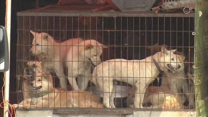 【速報】韓国国会で食用犬の飼育禁じる特別法案が可決