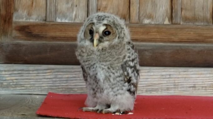 神社に「珍客」さい銭箱の横に…子どものフクロウたたずむ　ご祈祷中も逃げる様子なし　　|　BSSニュース | BSS山陰放送