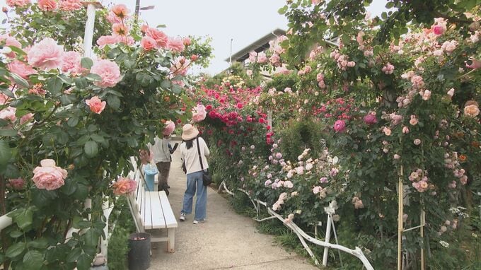 「ひろかわバラ園」夫婦で育てた花々が見頃に　250種450株のバラが競演　大分　|　大分のニュース｜OBS NEWS｜大分放送