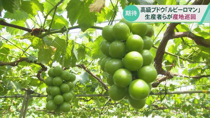 石川県オリジナル品種の高級ブドウ「ルビーロマン」生産者らが生育状況を巡回　|　石川県のニュース｜MRO北陸放送