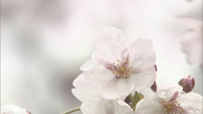 2021年と並び“観測史上最も早く”新潟市中央区でも桜が満開|TBS NEWS DIG