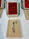 一粒あたり約2万6000円　さくらんぼ「佐藤錦」過去最高額の180万円で落札　東京・大田市場（山形）　|　山形のニュース│TUYテレビユー山形