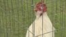 琉球士族も愛した歌う鶏　「チャーン鶏鳴大会」　沖縄市　|　沖縄のニュース｜RBC 琉球放送