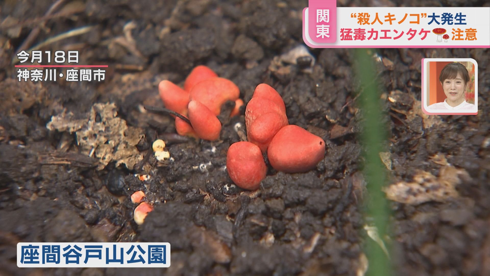 [B!] 「触れるだけでも皮膚がただれる」猛毒“殺人キノコ”大発生 都市部の公園で目撃増 【ひるおび】 | TBS NEWS DIG