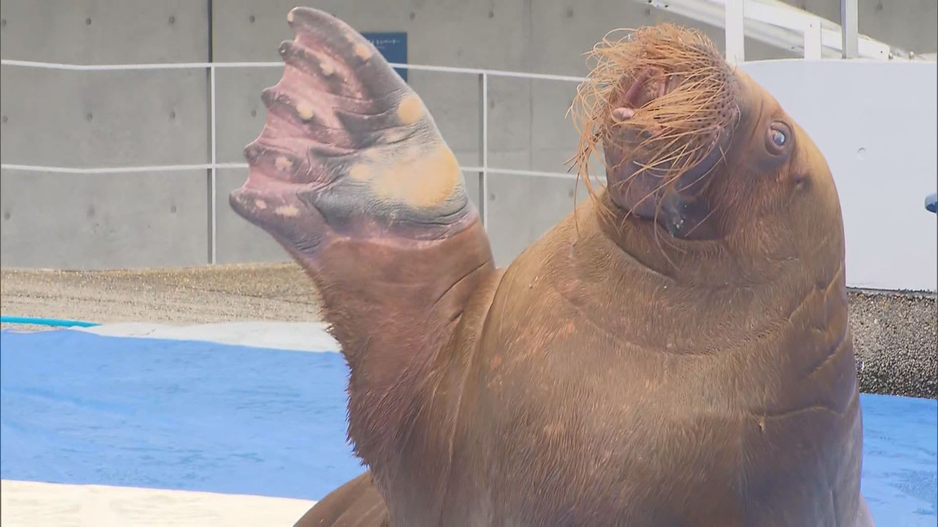 セイウチ2頭が妊娠 初の出産に向け準備進む 水族館うみたまご 大分