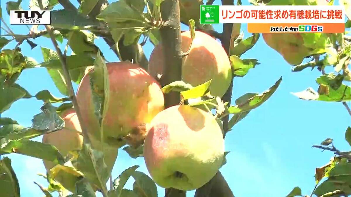 津軽　りんご　成木　有機栽培 000000019125-01-l.jpg?t=