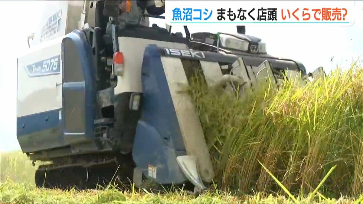 いくらで販売?」新潟県産・魚沼コシヒカリ まもなく店頭へ JAと いくらで販売?」新潟県産・魚沼コシヒカリ まもなく店頭へ JAと