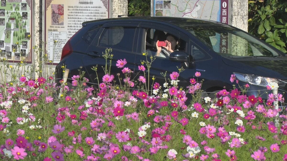 西原町で「コスモス」が満開　地域を色鮮やかに彩る