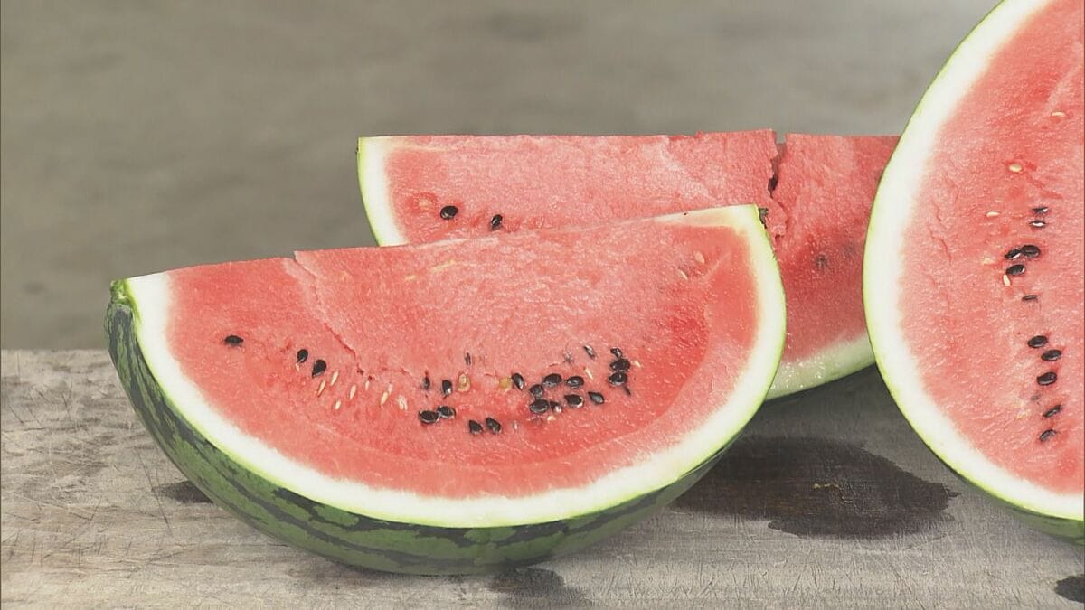 “夏の味覚”スイカ出荷最盛期 シャリシャリした食感と芳醇な香りが特徴 ｢祭りばやし777｣ 例年より1週間早く収穫 愛知･田原市