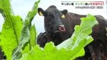やっかいな雑草「ギシギシ」とは？牧場で抜き取り→最後はピクルスにして食べちゃいました！「酸味があっておいしい」子どもにも好評|TBS NEWS DIG