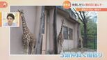 濡れたくない気分?3頭揃って雨宿りの“仲良しキリン”屋根の部分にピッタリと!|TBS NEWS DIG