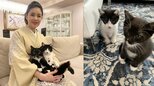 【 ねこ 】藤あや子さん 10日に愛猫の〝ウチの子記念日〟 7年前の仔猫姿にフォロワー共感&愛猫写真投げ合い渋滞|TBS NEWS DIG