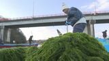 冬の風物詩 「青のり漁」始まる　少雨で1か月遅れの解禁　大分・宇佐市|TBS NEWS DIG